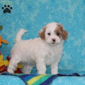 Sapphire, Shih-Poo Puppy